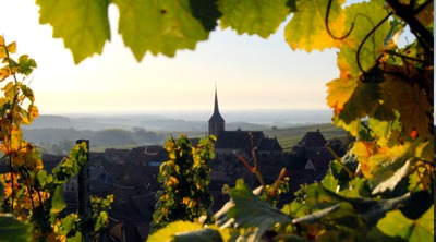 vigne Alsace route des vins